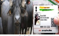 Pashu Aadhar Card 2022-23 - पशु आधार कार्ड ऑनलाइन आवेदन 2 Pashu Aadhar Card